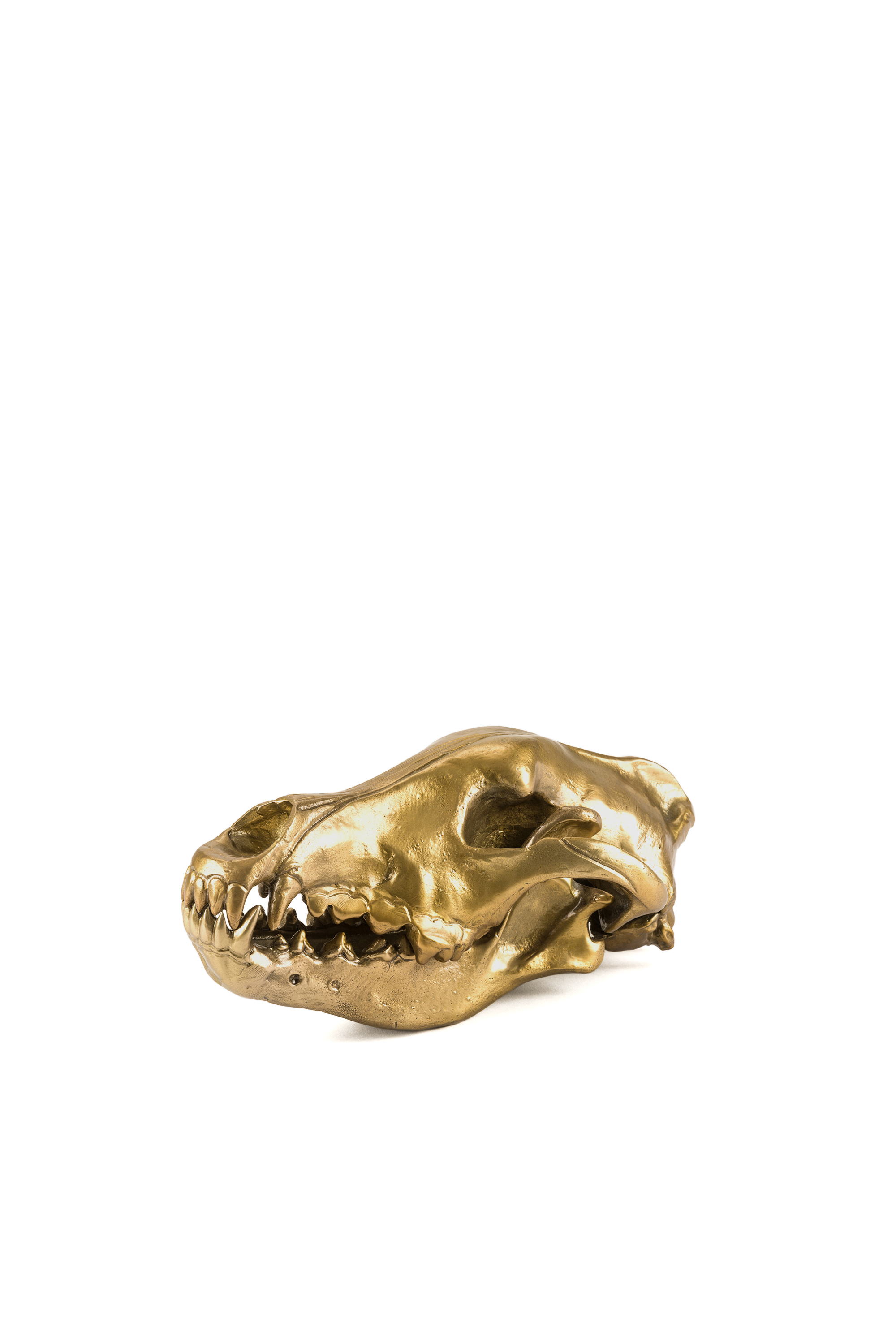 "Wolf This Way" Wunderkammer Wolf Skull