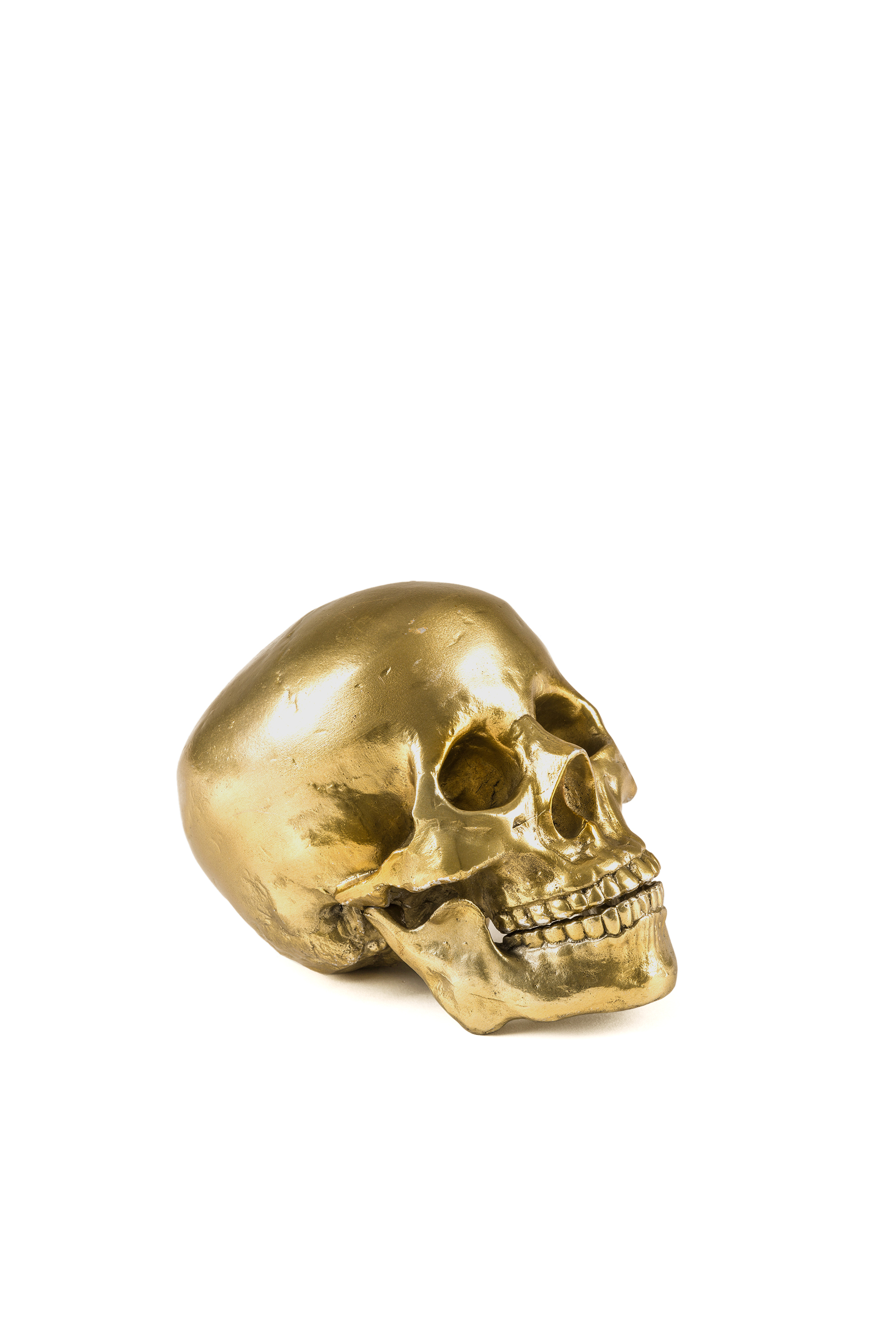 "Culture Skullture" Wunderkammer Human Skull